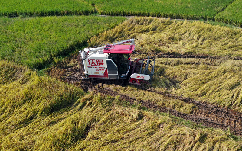 又“稻”豐收季 容縣萬畝晚稻喜迎豐收